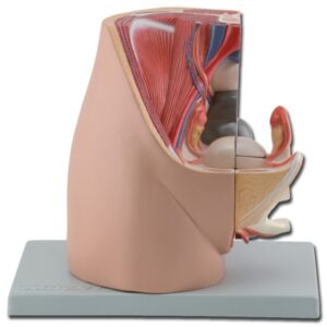 Modello Anatomico Sistema Genitale Femminile a Grandezza Naturale - 3 parti - 1