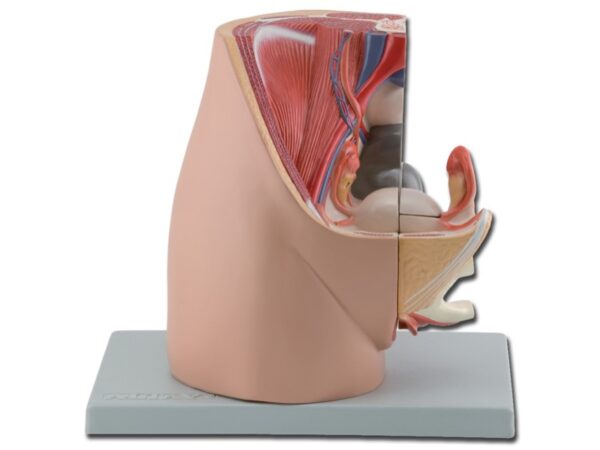 Modello Anatomico Sistema Genitale Femminile a Grandezza Naturale - 3 parti