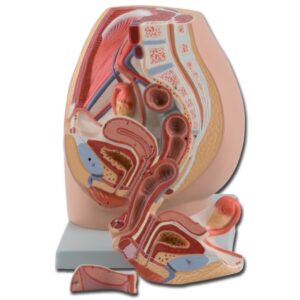 Modello Anatomico Sistema Genitale Femminile a Grandezza Naturale - 3 parti - 2