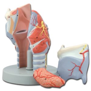 Modello Anatomico Laringe 5 Parti Ingrandimento 2x
