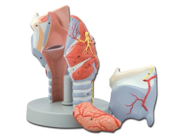 Modello Anatomico Laringe 5 Parti Ingrandimento 2x