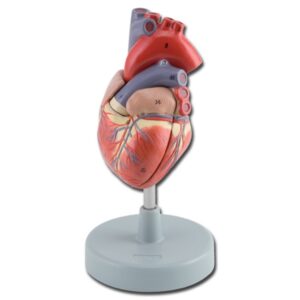 Modello Anatomico Cuore 2 Parti Dimensioni Reali 1x - 3 pezzi - 1