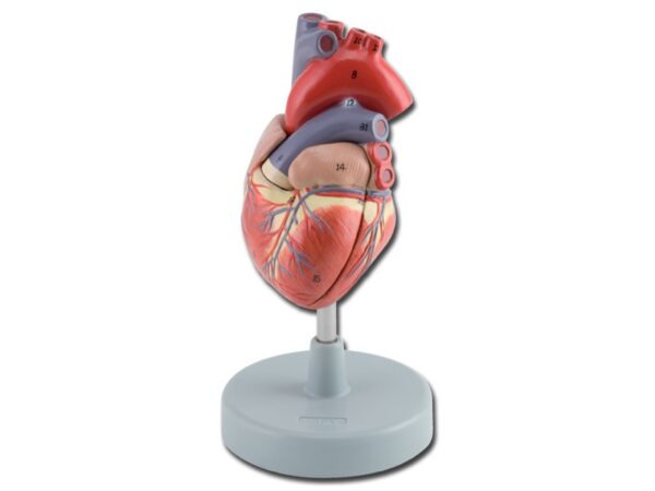 Modello Anatomico Cuore 2 Parti Dimensioni Reali 1x - 3 pezzi