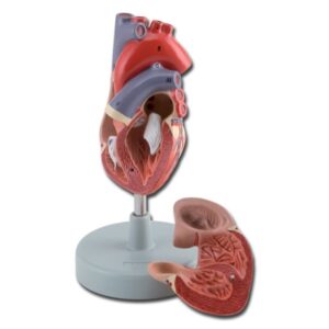Modello Anatomico Cuore 2 Parti Dimensioni Reali 1x - 3 pezzi - 2