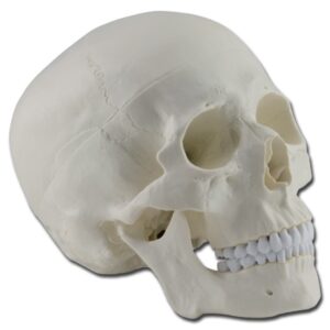 Modello Anatomico Cranio Umano 1:1 a Dimensioni Reali - 3 Parti - 2 pezzi