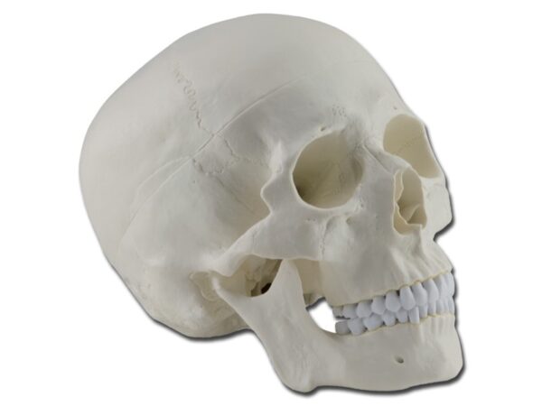 Modello Anatomico Cranio Umano 1:1 a Dimensioni Reali - 3 Parti - 2 pezzi