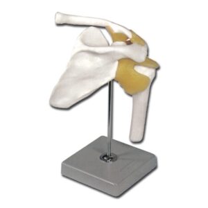 Modello Anatomico Clavicola con Articolazione Spalla e Legamenti su Base - 2 pz