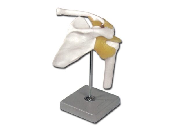 Modello Anatomico Clavicola con Articolazione Spalla e Legamenti su Base - 2 pz