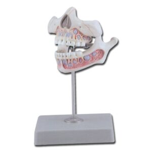 Modello Anatomico Dentatura Giovanile Bimbo 5 Anni con Mascella Mobile