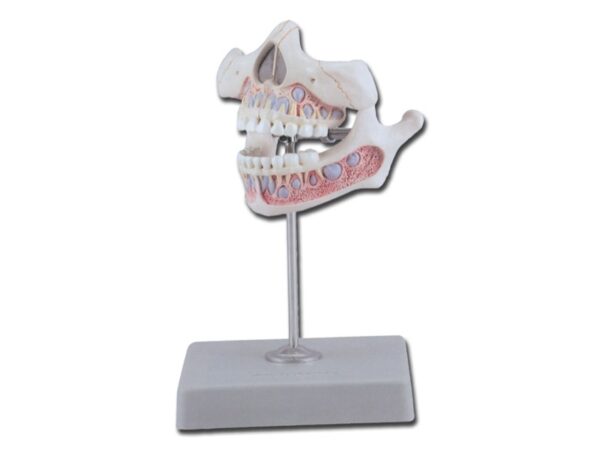 Modello Anatomico Dentatura Giovanile Bimbo 5 Anni con Mascella Mobile