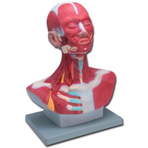 Modello Anatomico Muscolatura Testa-Collo 1X - 1