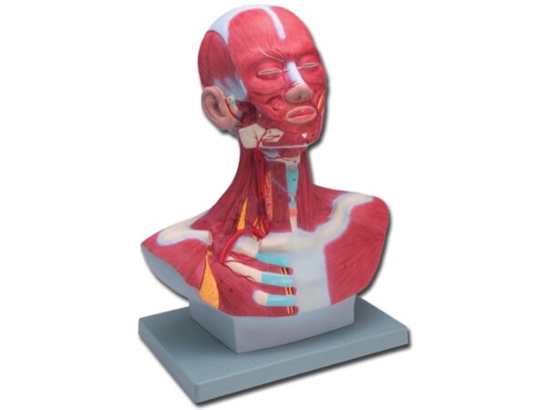 Modello Anatomico Muscolatura Testa-Collo 1X