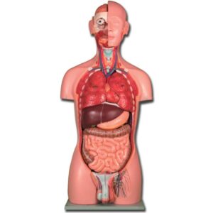 Torso Anatomico Dual Sex Unisex a Grandezza Naturale 25 Parti - 1