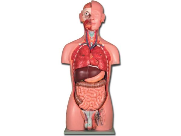 Torso Anatomico Dual Sex Unisex a Grandezza Naturale 25 Parti