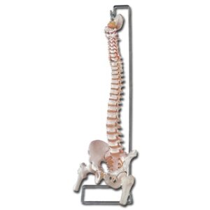 Modello Anatomico Colonna Vertebrale Flessibile con Femori e Osso Sacro