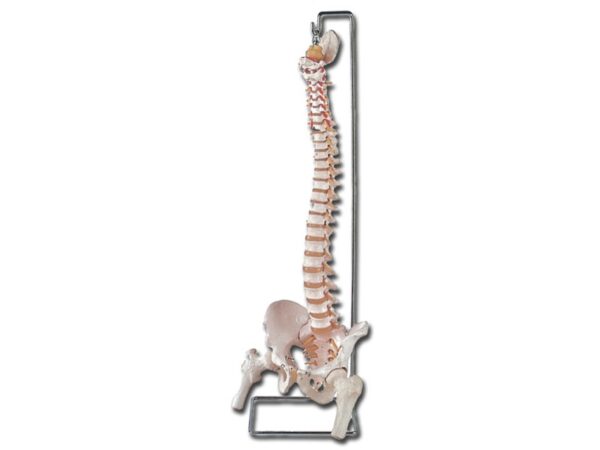 Modello Anatomico Colonna Vertebrale Flessibile con Femori e Osso Sacro