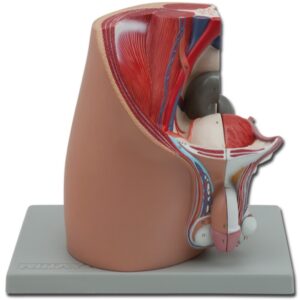 Modello Anatomico Sistema Genitale Maschile a Dimensioni Reali - 4 parti