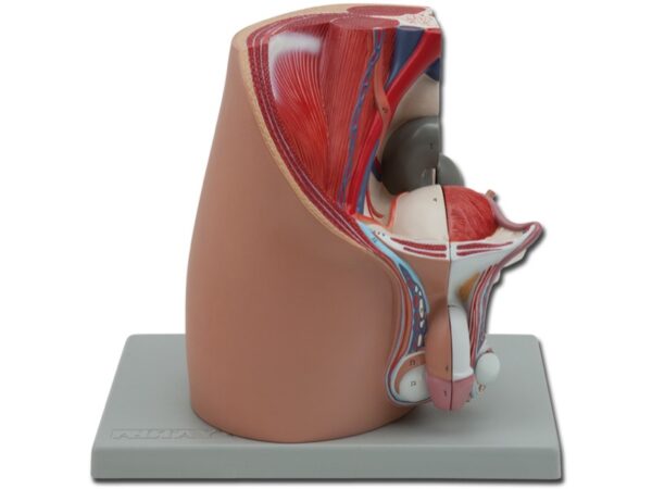 Modello Anatomico Sistema Genitale Maschile a Dimensioni Reali - 4 parti