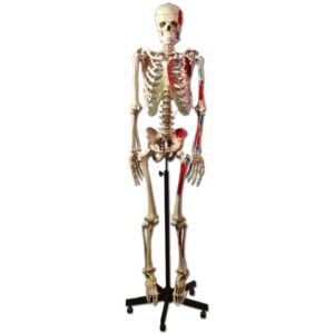 Modello Anatomico Scheletro Muscolare con Punti di Origine e Inserimento