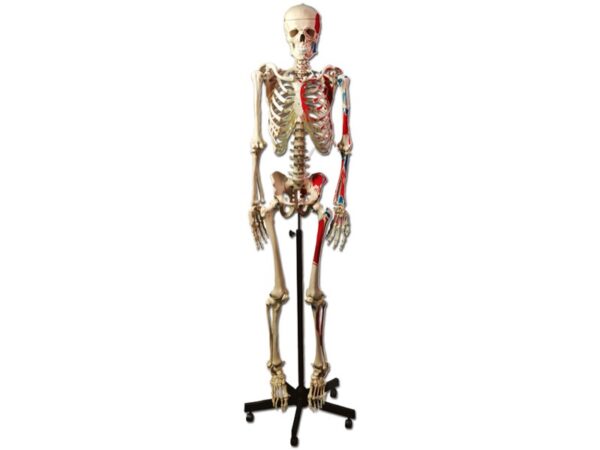 Modello Anatomico Scheletro Muscolare con Punti di Origine e Inserimento
