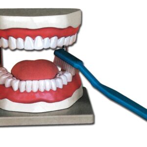 Modello Anatomico Igiene Dentale con Spazzolino Scala 3:1 su Base - 2 pezzi