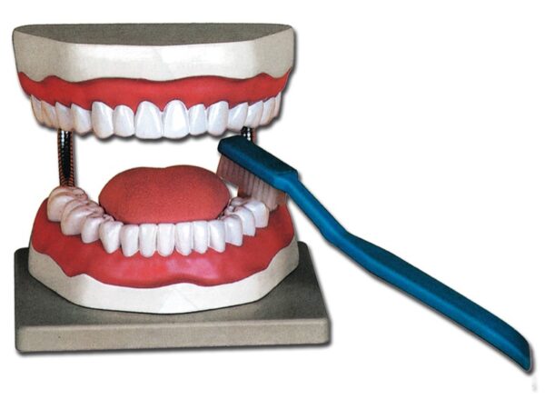Modello Anatomico Igiene Dentale con Spazzolino Scala 3:1 su Base - 2 pezzi