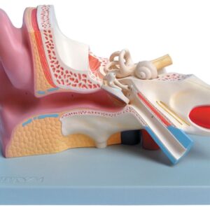 Modello Anatomico Orecchio 3 Parti Ingrandimento 3X - 2 pezzi