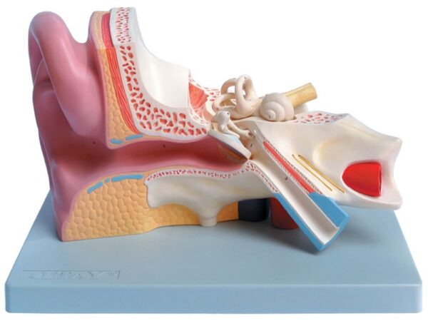 Modello Anatomico Orecchio 3 Parti Ingrandimento 3X - 2 pezzi