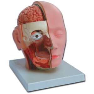 Modello Anatomico Testa con Cervello a Grandezza Naturale - 4 Parti - 1