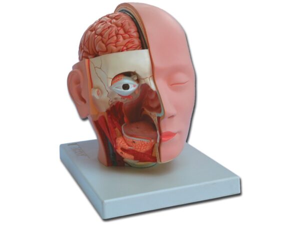 Modello Anatomico Testa con Cervello a Grandezza Naturale - 4 Parti