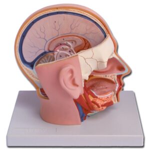 Modello Anatomico Testa con Cervello a Grandezza Naturale - 4 Parti - 2