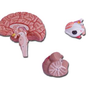 Modello Anatomico Testa con Cervello a Grandezza Naturale - 4 Parti - 3