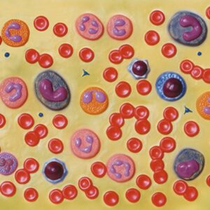 Modello Anatomico Cellule del Sangue - Ingrandimento 2000x