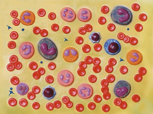 Modello Anatomico Cellule del Sangue - Ingrandimento 2000x