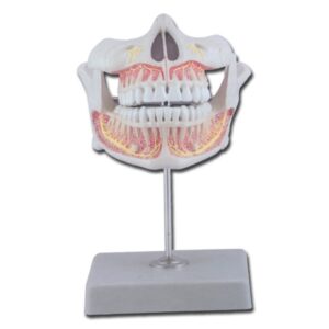 Modello Anatomico Dentatura Permanente a Grandezza Naturale con Mascella Mobile