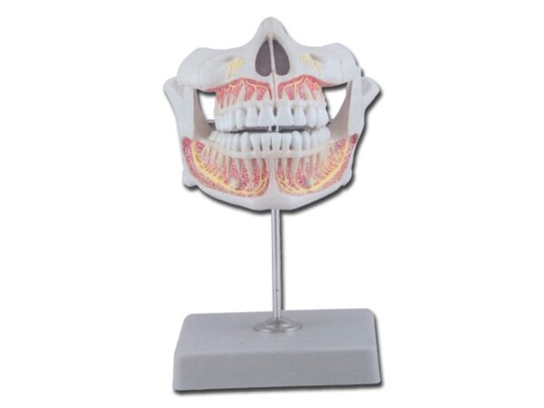 Modello Anatomico Dentatura Permanente a Grandezza Naturale con Mascella Mobile