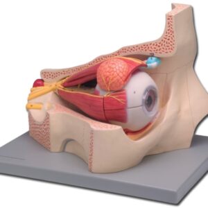 Modello Anatomico Occhio Didattico 4 Parti Ingrandimento 5x