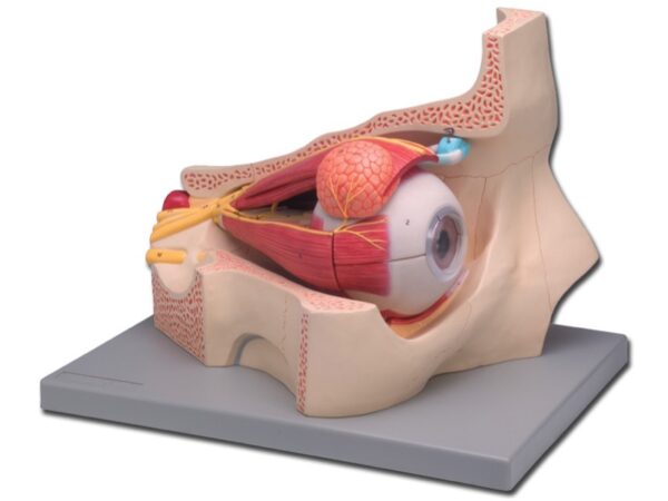 Modello Anatomico Occhio Didattico 4 Parti Ingrandimento 5x