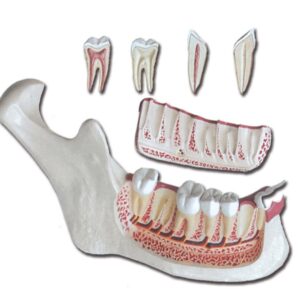 Modello Anatomico Mandibola Ingrandito 3x Divisibile - 6 parti