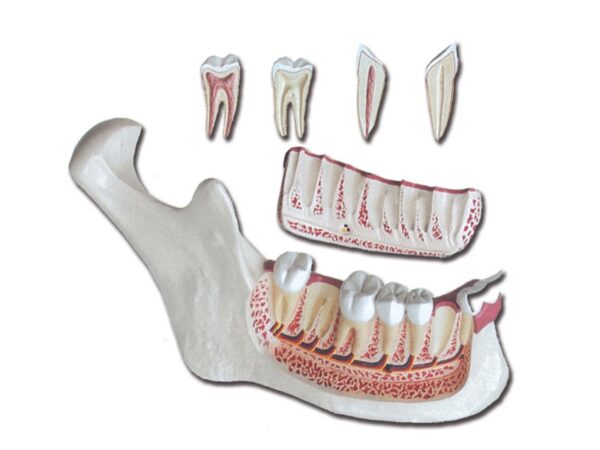 Modello Anatomico Mandibola Ingrandito 3x Divisibile - 6 parti