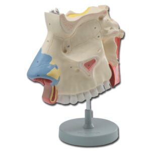 Modello Anatomico Cavità Nasali Ingrandimento 3x con Setto Nasale Rimovibile - 1