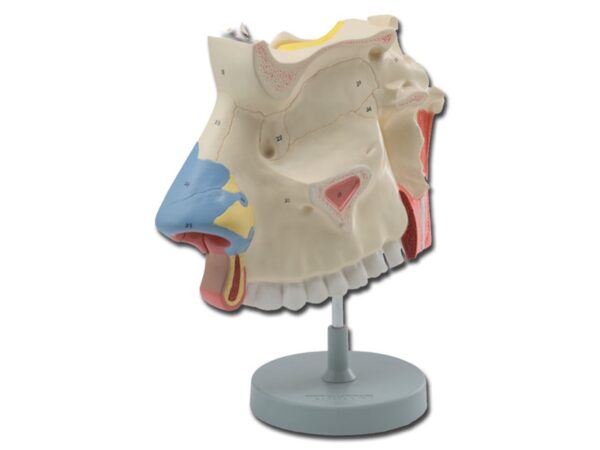 Modello Anatomico Cavità Nasali Ingrandimento 3x con Setto Nasale Rimovibile