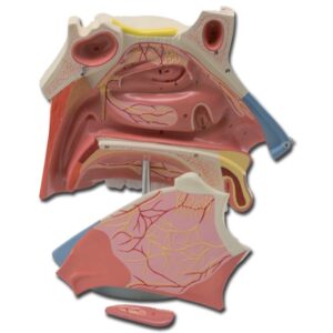 Modello Anatomico Cavità Nasali Ingrandimento 3x con Setto Nasale Rimovibile - 2