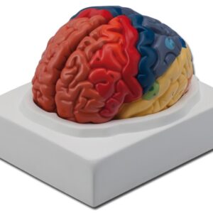 Modello Anatomico Cervello Grandezza Naturale 1:1 - 1