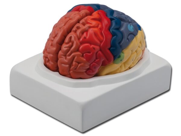 Modello Anatomico Cervello Grandezza Naturale 1:1