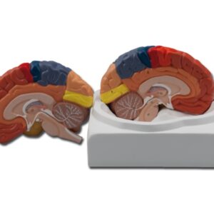 Modello Anatomico Cervello Grandezza Naturale 1:1 - 2