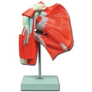 Modello Anatomico Muscolatura della Spalla 1X con Legamenti e Ossa - 2 pezzi
