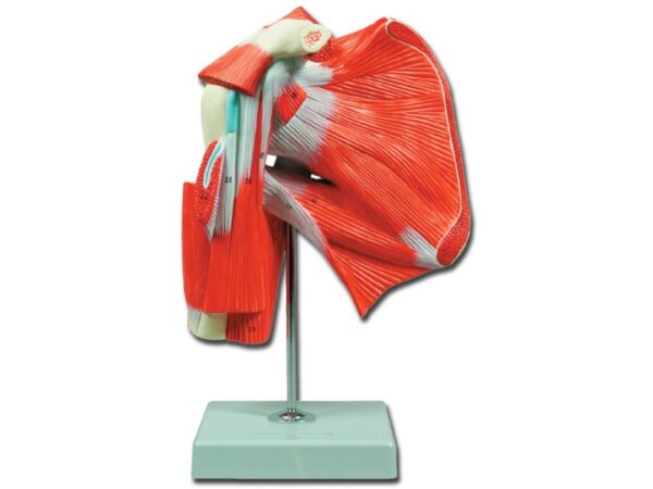 Modello Anatomico Muscolatura della Spalla 1X con Legamenti e Ossa - 2 pezzi