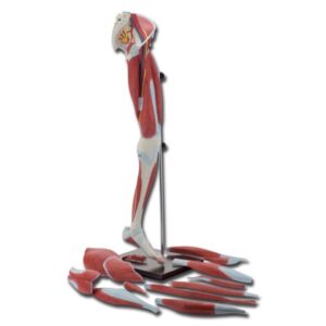 Modello Anatomico Muscolatura Gamba in 13 Parti