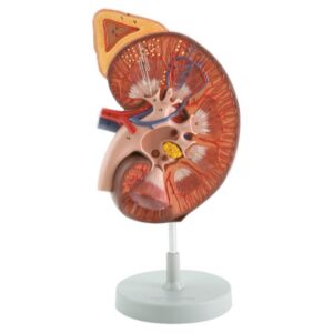 Modello Anatomico Rene con Sezione Frontale - Ingrandimento 3x